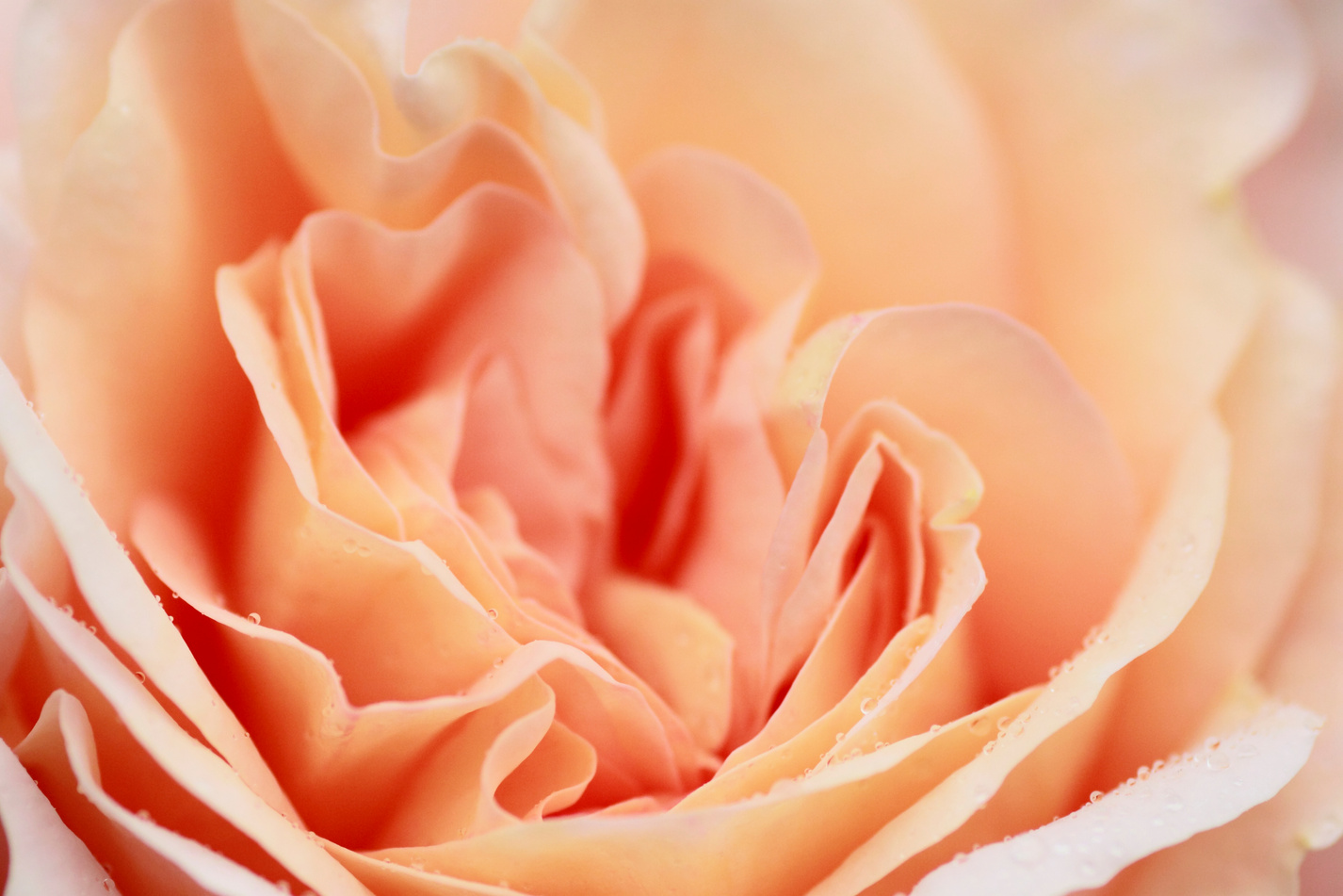 Beautiful  rose in a garden